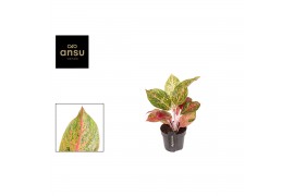 Aglaonema samba red