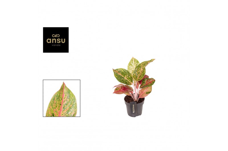 Aglaonema samba red 