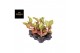 Aglaonema samba red 