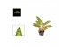 Aglaonema twiggy red 