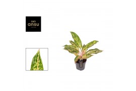 Aglaonema twiggy red