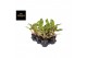 Aglaonema twiggy red 