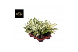 Aglaonema white kiwi