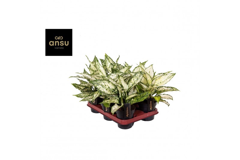 Aglaonema white kiwi 