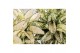 Aglaonema white kiwi 