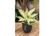 Aglaonema white kiwi 