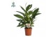 Spathiphyllum vivaldi 3+ bloem - AirSoPure, WOW-etiket 