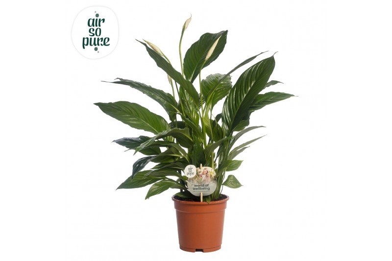 Spathiphyllum vivaldi 3+ bloem - AirSoPure, WOW-etiket Spathiphyllum vivaldi 3+ bloem - AirSoPure, WOW-etiket