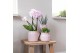Keramische pot Kolibri Home Vintage Bowl pot pink 9 cm 