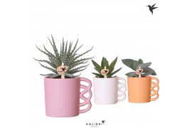 Succulenten mix Kolibri Greens Succulenten mix in Happy Mug pot mix 1 