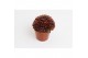 Sempervivum Corser 