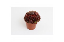 Sempervivum Corser