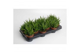 Aloe vera Aloe Vera Verini