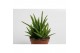 Aloe vera Aloe Vera Verini 