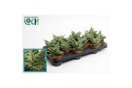 Aloe variegata tribal