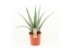 Aloe vera Aloe Vera P24 OUTDOOR 