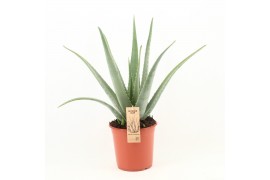 Aloe vera Aloe Vera P24 OUTDOOR