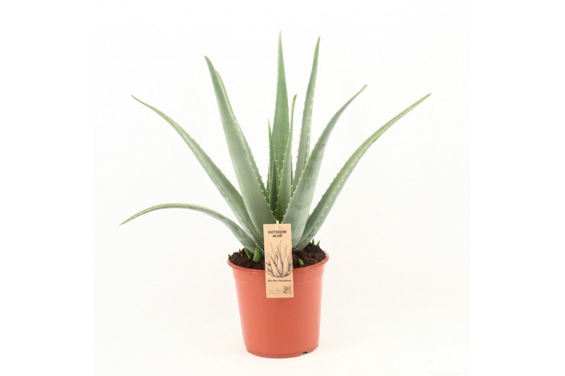 Aloe vera Aloe Vera P24 OUTDOOR 