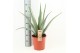 Aloe vera Aloe Vera P24 OUTDOOR 