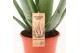Aloe vera Aloe Vera P24 OUTDOOR 