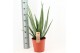 Aloe vera Aloe Vera P24 OUTDOOR 