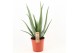 Aloe vera Aloe Vera P24 OUTDOOR 