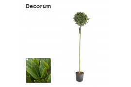 Laurus nobilis Bol op stam 35 cm diameter