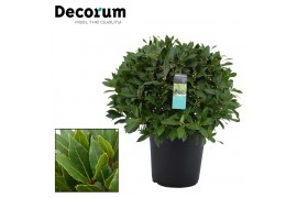 Laurus nobilis Bol zonder stam 65 cm diameter