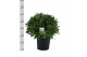 Laurus nobilis Bol zonder stam 65 cm diameter 