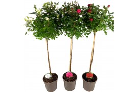 Rosa mix kar stamroos