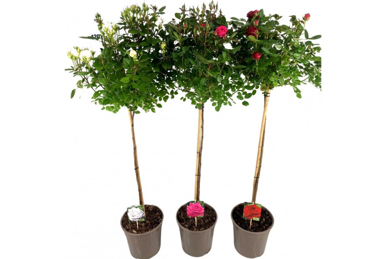 Rosa mix kar stamroos 