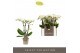 Phalaenopsis multiflora wit Optifriend Sandra 3 tak 