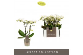Phalaenopsis multiflora wit Optifriend Sandra 3 tak