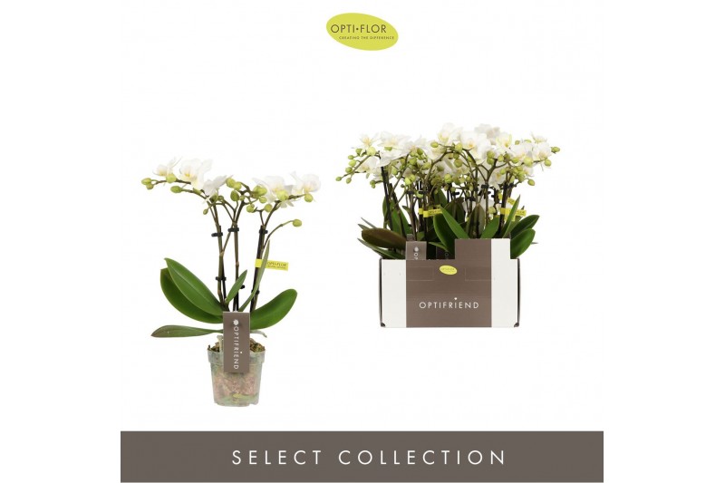 Phalaenopsis multiflora wit Optifriend Sandra 3 tak 