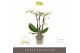 Phalaenopsis multiflora wit Optifriend Sandra 3 tak 