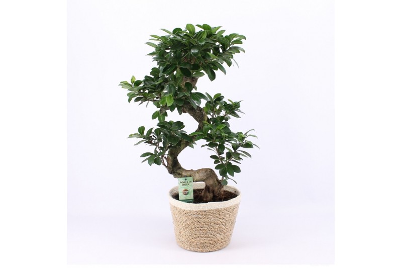 Ficus microcarpa ginseng s-type in noah mand Ficus microcarpa ginseng s-type in noah mand
