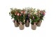 Fuchsia mix op rek 
