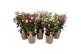 Fuchsia mix op rek