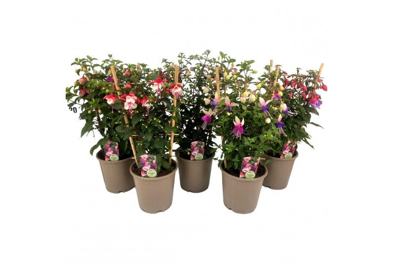 Fuchsia mix op rek 