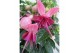 Fuchsia mix op rek 