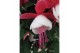 Fuchsia mix op rek 