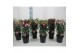 Fuchsia mix op rek 