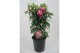 Fuchsia mix op rek 