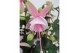 Fuchsia mix op rek 