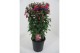 Fuchsia mix op rek 