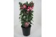Fuchsia mix op rek 