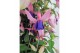 Fuchsia mix op rek 