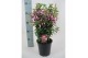 Fuchsia mix op rek 