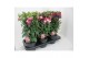 Fuchsia mix op rek 