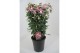 Fuchsia mix op rek 